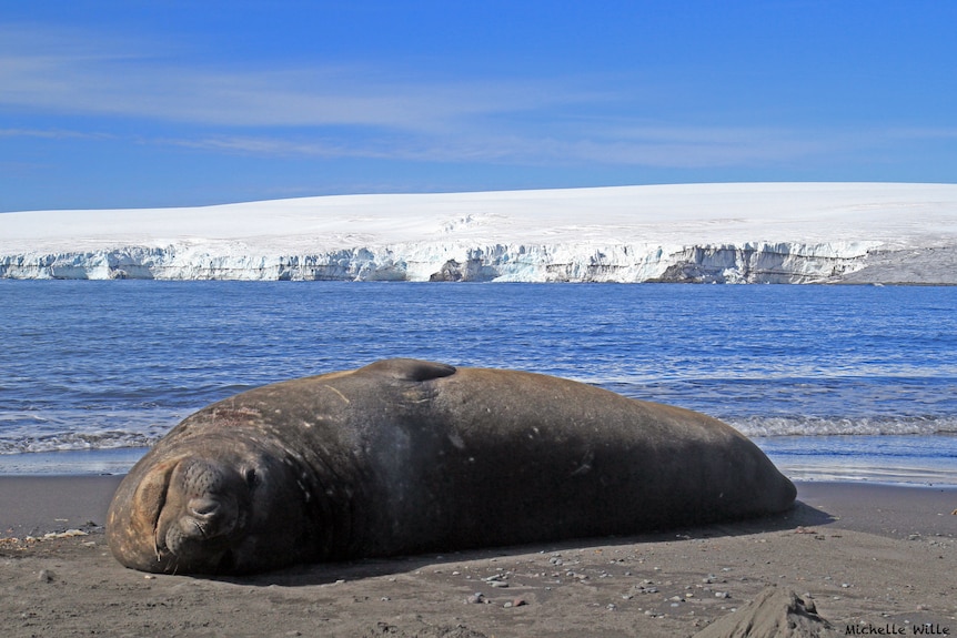 An elephant seal resting on the shore in Antarctica.