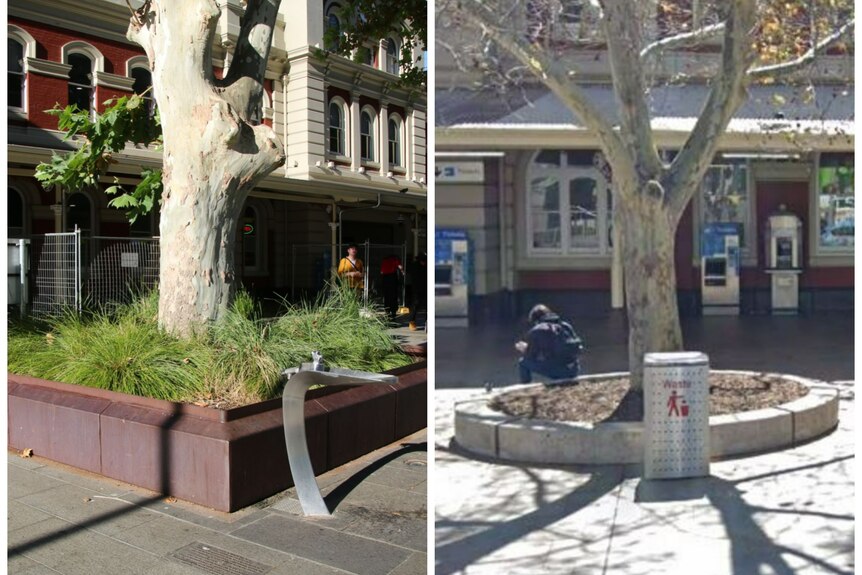 A composite of two images, with one showing a round flat border around a tree and a man sitting on it, the other is sharp. 