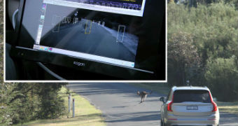 A computer screen shows a kangaroo detected in front of a driverless car.