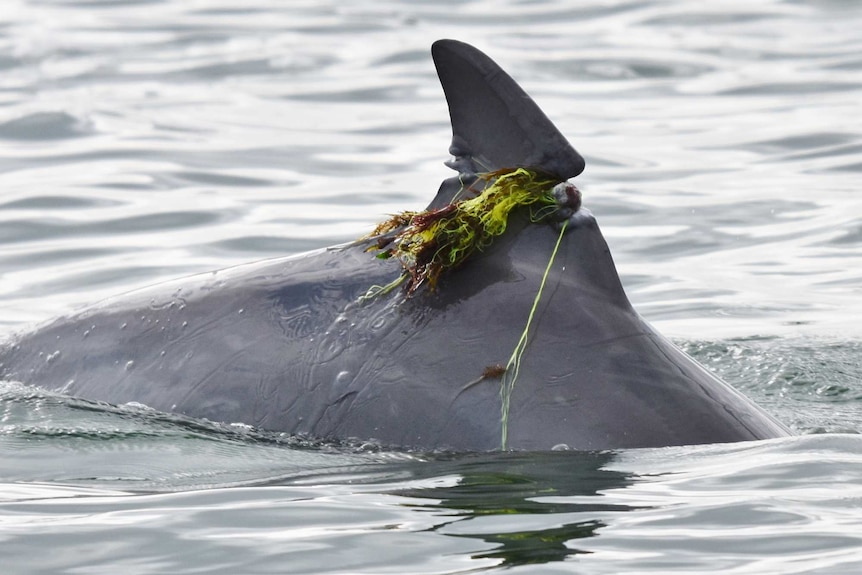 A close-up shot of a dolphin's dorsal fin sticking out of the water and entangled in fishing line.