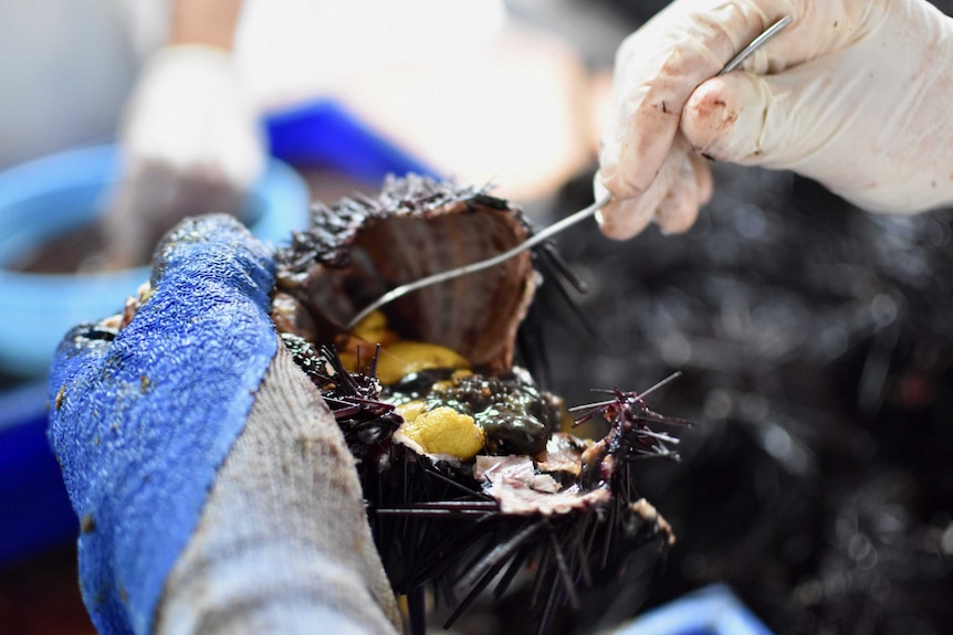 Gloved hands open up a sea urchin and poke the meat inside