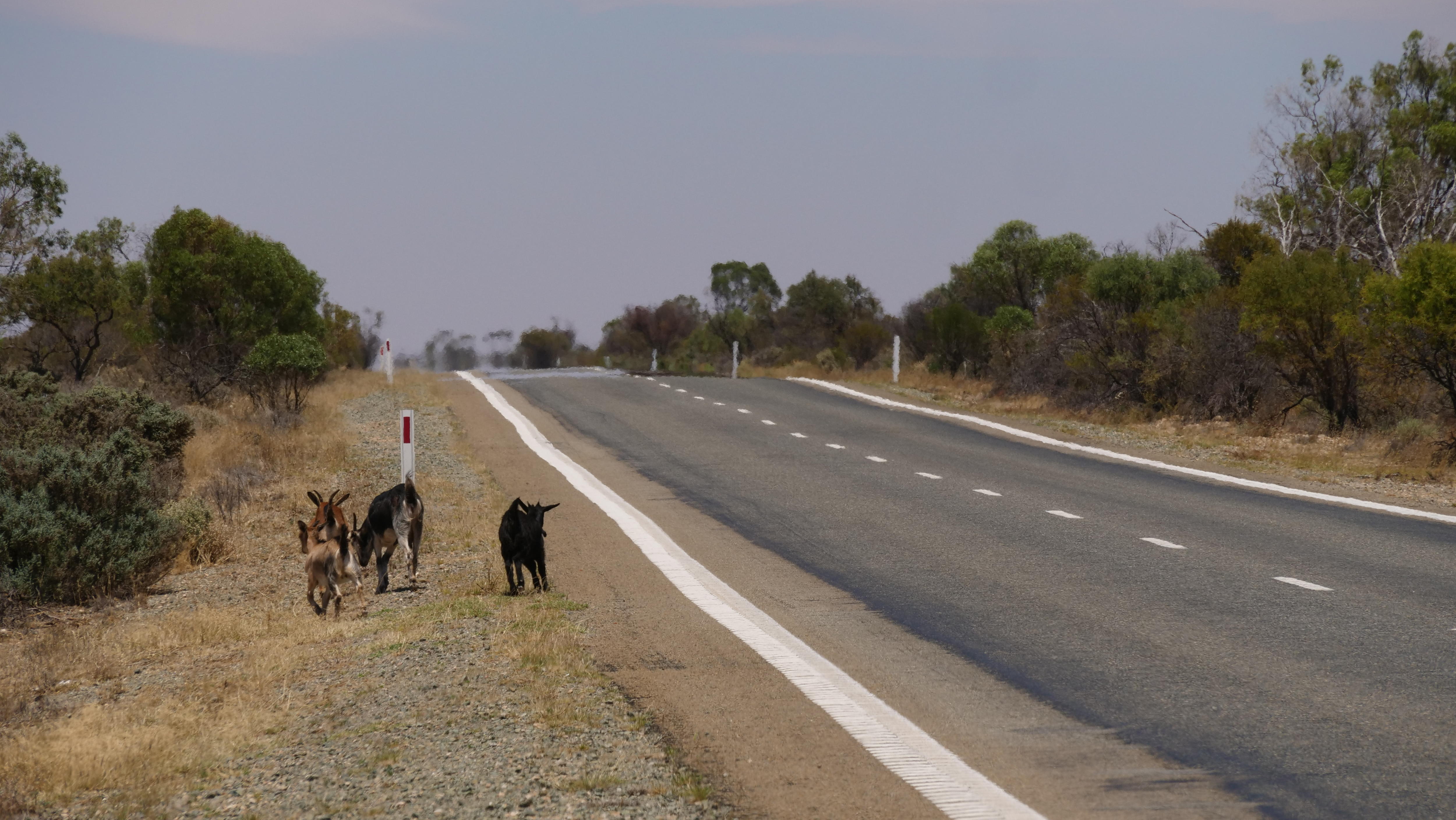 Cuatro pequeñas cabras salvajes al costado de la carretera en Bichumen