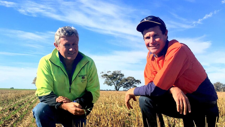 Rice growers Peter Kaylock and Leigh Vial in a rice paddock