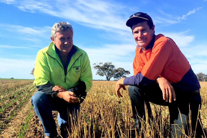 Rice growers Peter Kaylock and Leigh Vial in a rice paddock