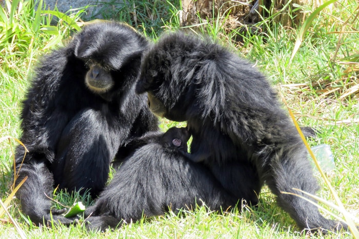 Sian and Tunku the siamang gibbons with their new baby.