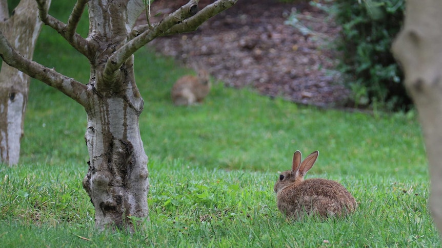 Rabbits at ANU