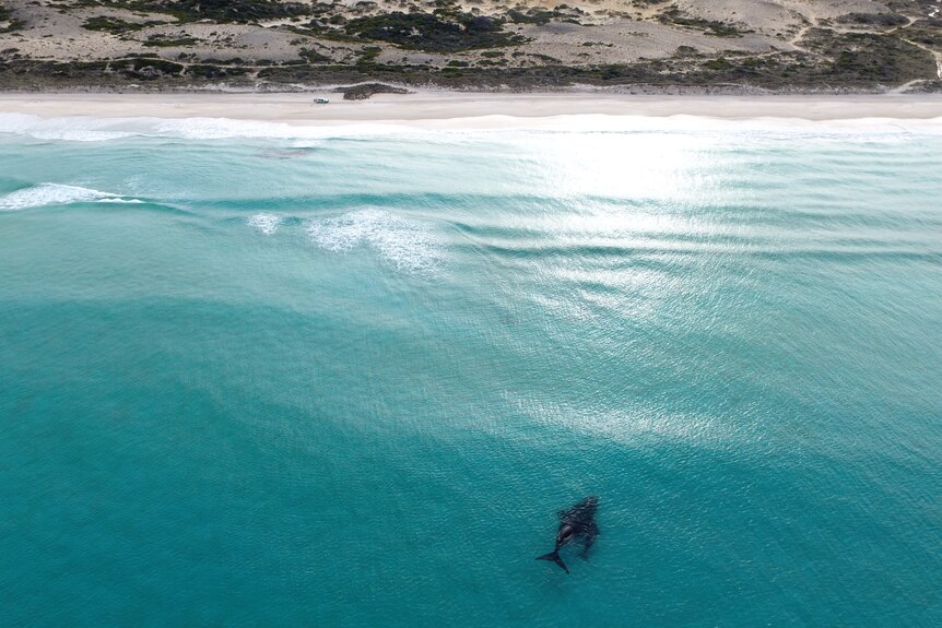 The photo is taken from the sky, facing towards the beach. Whales are in the water, the sand and dunes behind