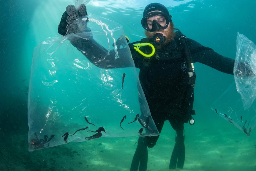 A diver holds a plastic bag under water with about 20 baby seahorses inside it. Blue murky water around him.