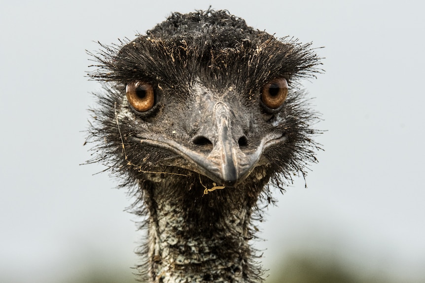 Close up of emu face. Its large,  brown eyes are looking straight at the camera and are hooded by spiky feathers.