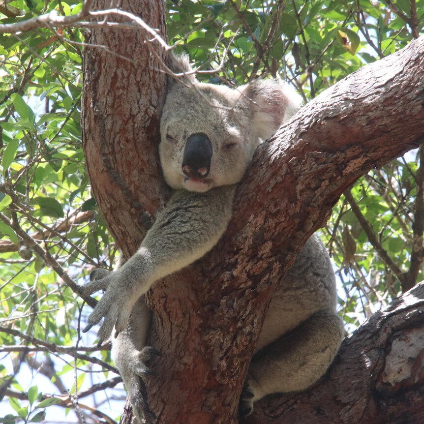 A koala asleep in a tree 