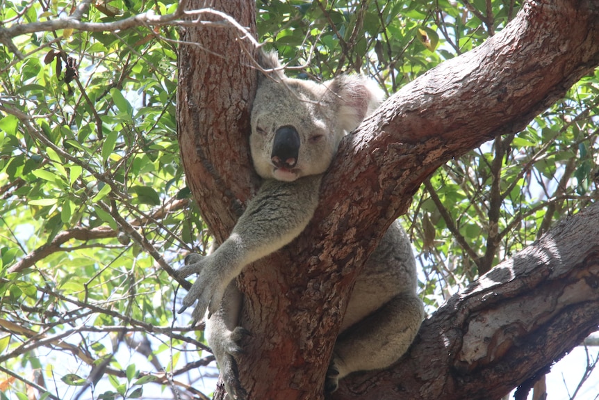 A koala asleep in a tree 