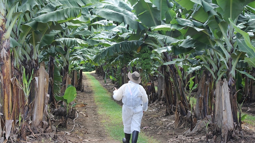 A biosecurity in a white suit, gloves and boots walks down a banana row looking for sick plants