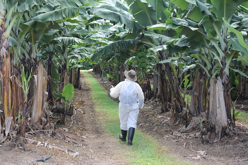 A biosecurity in a white suit, gloves and boots walks down a banana row looking for sick plants