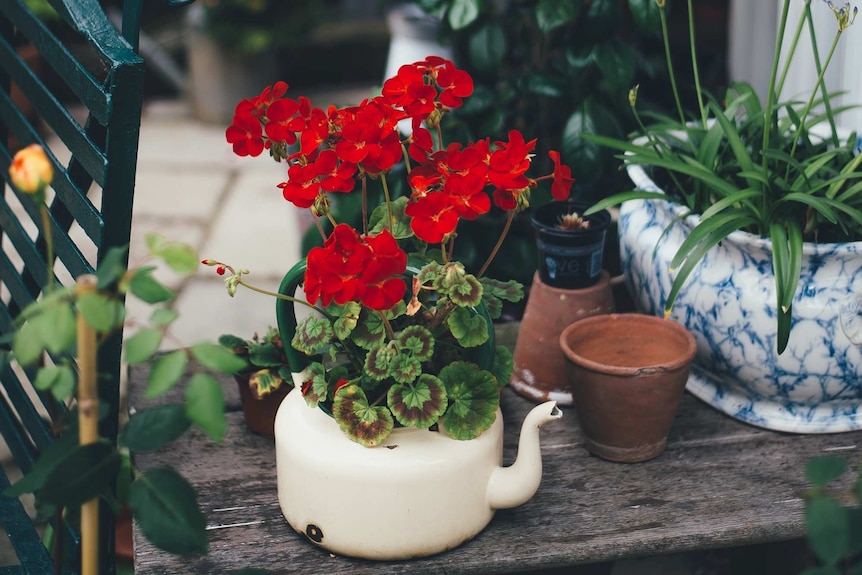 Flowers and plants grow in tea pots and a collection of small pots, you can get creative when planting in pots.