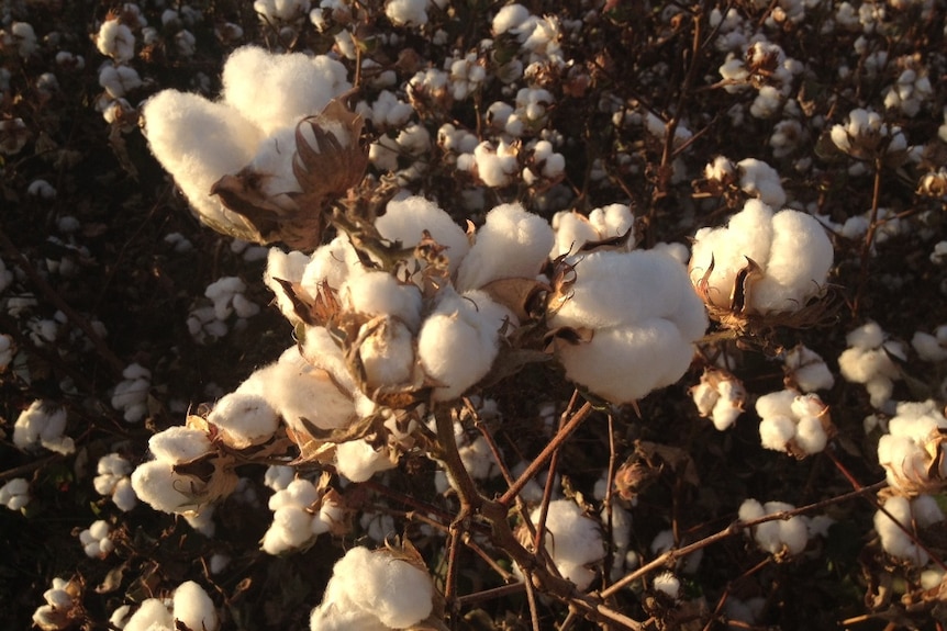 Cotton ready to be harvested in Emerald