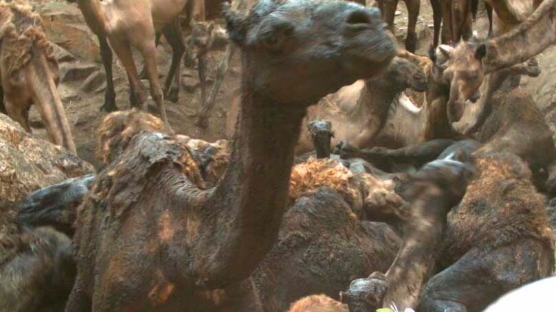 Thirsty camels at a dry waterhole