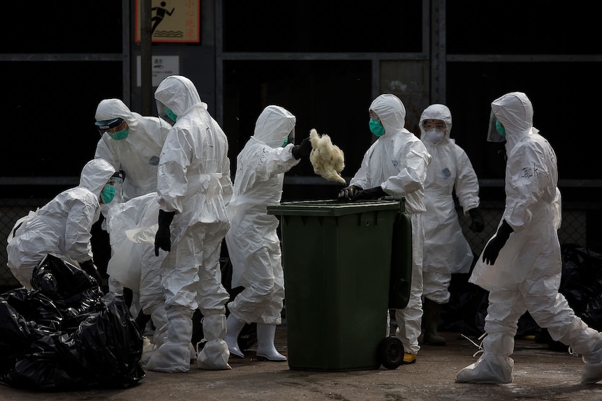 People in full white hazmat suits throwing dead chickens in a bin