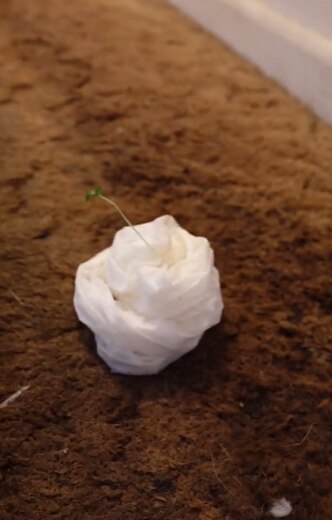 A small spore growing through carpet with wet tissue wrapped around it. 
