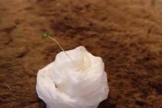 Una pequeña espora que crece a través de una alfombra envuelta en un pañuelo húmedo. 