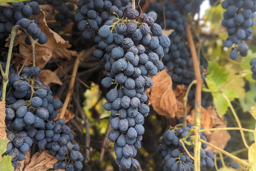 Plump but wrinkling red shiraz grapes in bunches on vines.