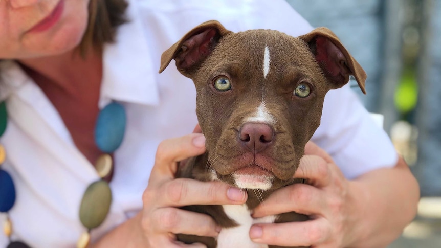 A puppy is held by a worker.