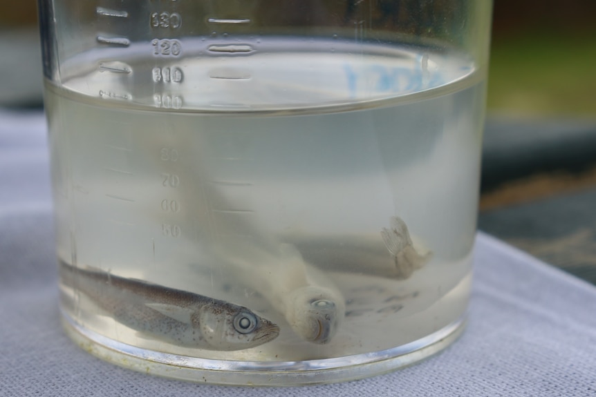 Sample of three small fish preserved in liquid in a sample jar