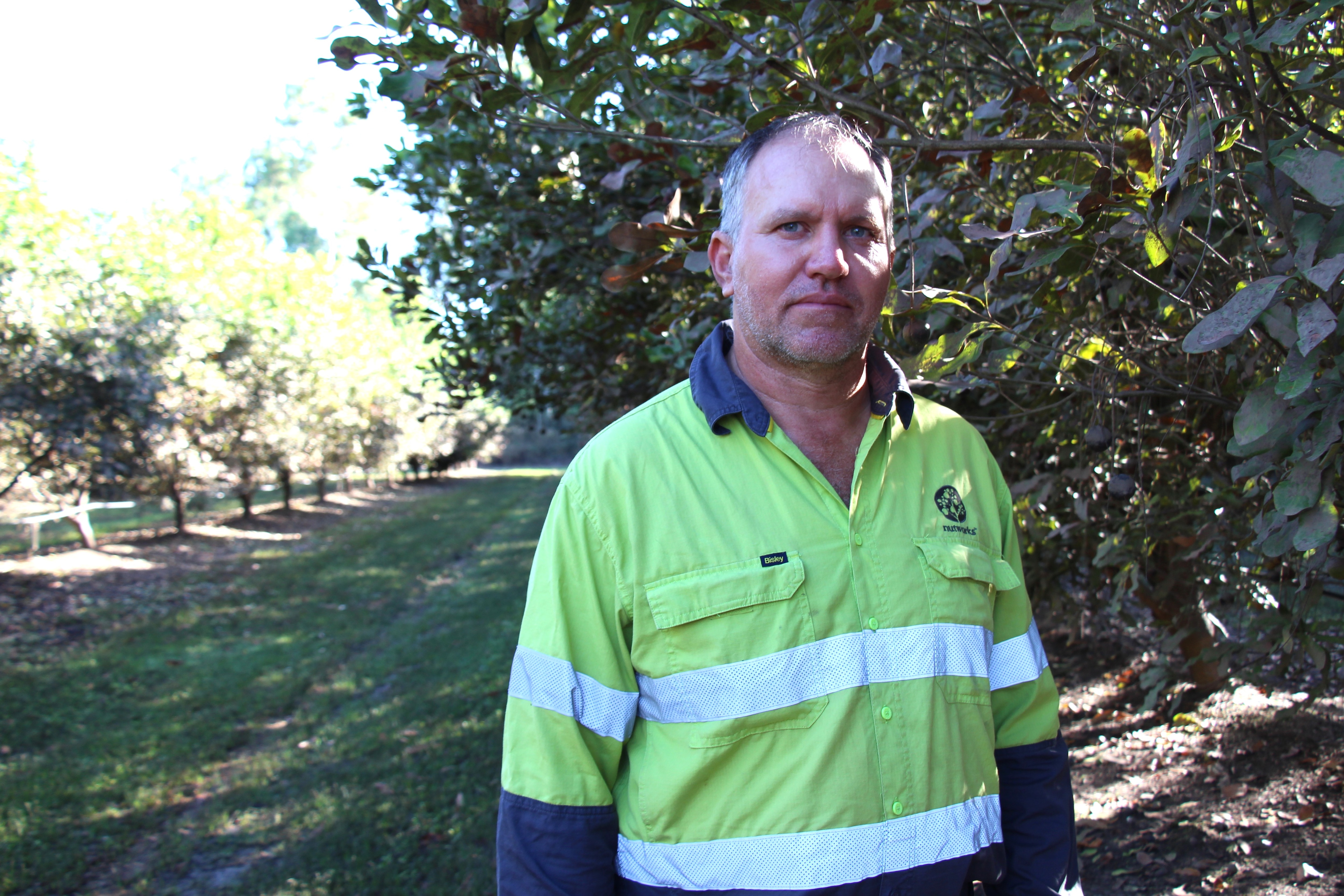 A man in a high-viz worker shirt stands in a macadamia orchard.
