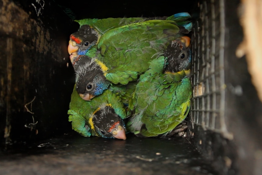Lorikeets huddle at the bottom of a nest box.