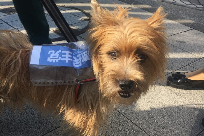A small Scottish terrier-looking dog on the streets of Tokyo dressed up for the election campaigns.
