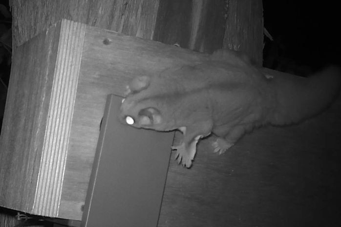 Swift parrot nest box.