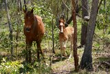 Two horses, a foal and its mother stand in bush shrub.