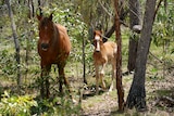 Two horses, a foal and its mother stand in bush shrub.