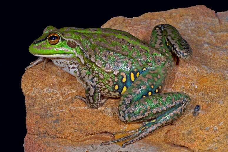 A green and brown frog with yellow spots on its legs is on a red rock at night.