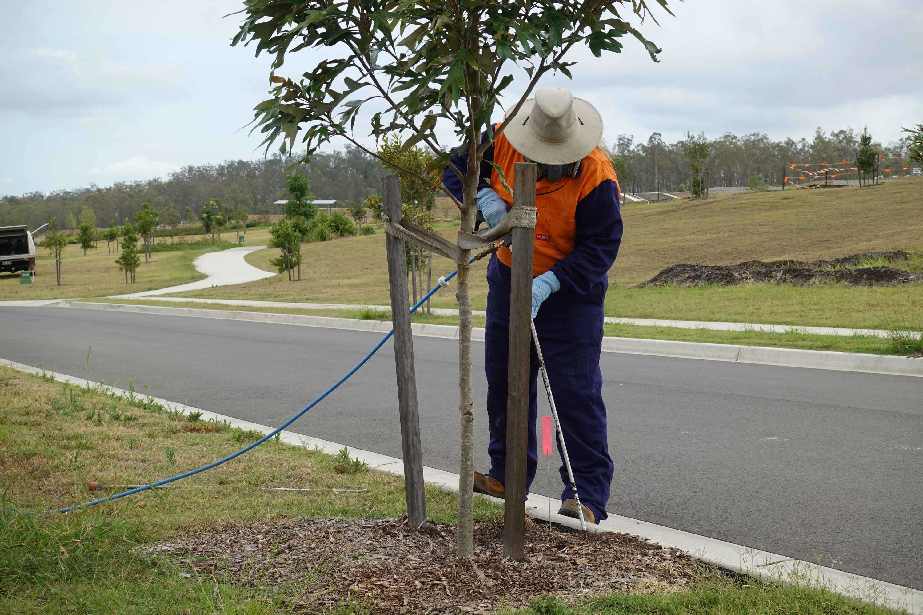 Red fire ants Time running out to wipe out deadly, invasive insect