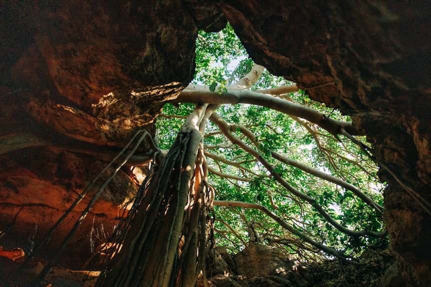 Looking up from the bottom of a limestone cave is a canopy of a fig tree, its mass of roots shooting downward