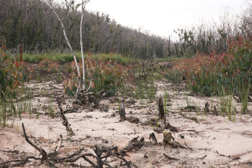 Baron Carne West Swamp above Springvale underground coal mine