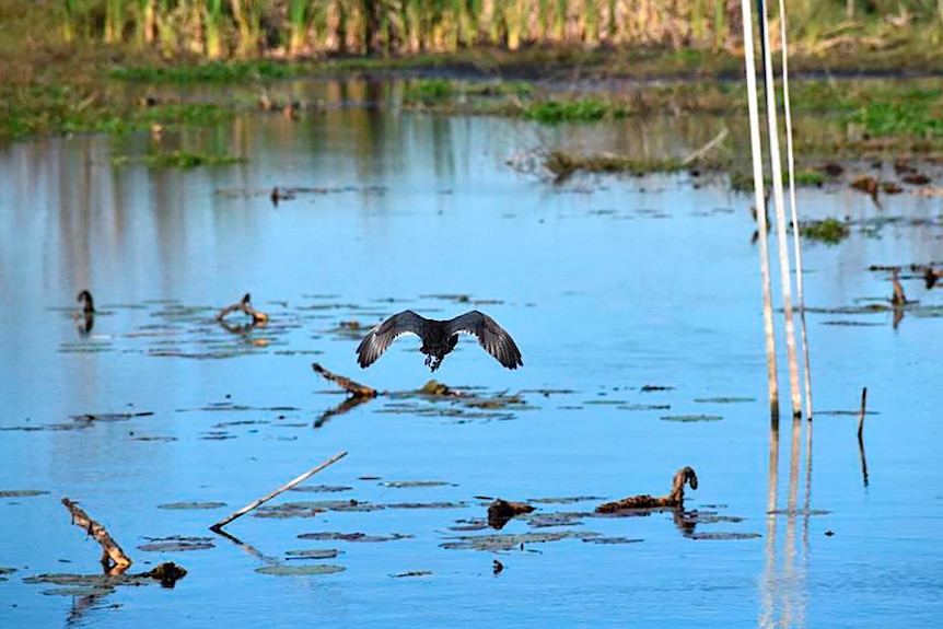 A bird flies over a wetland. 