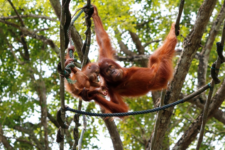 Orangutan adult and baby playing in the trees