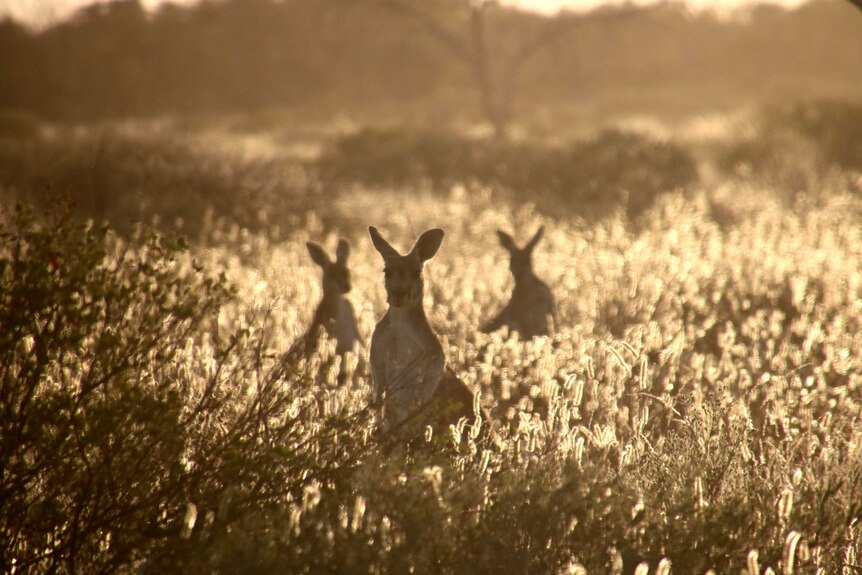 Three kangaroos stand in the golden glow of late afternoon, in long grass and flowers.
