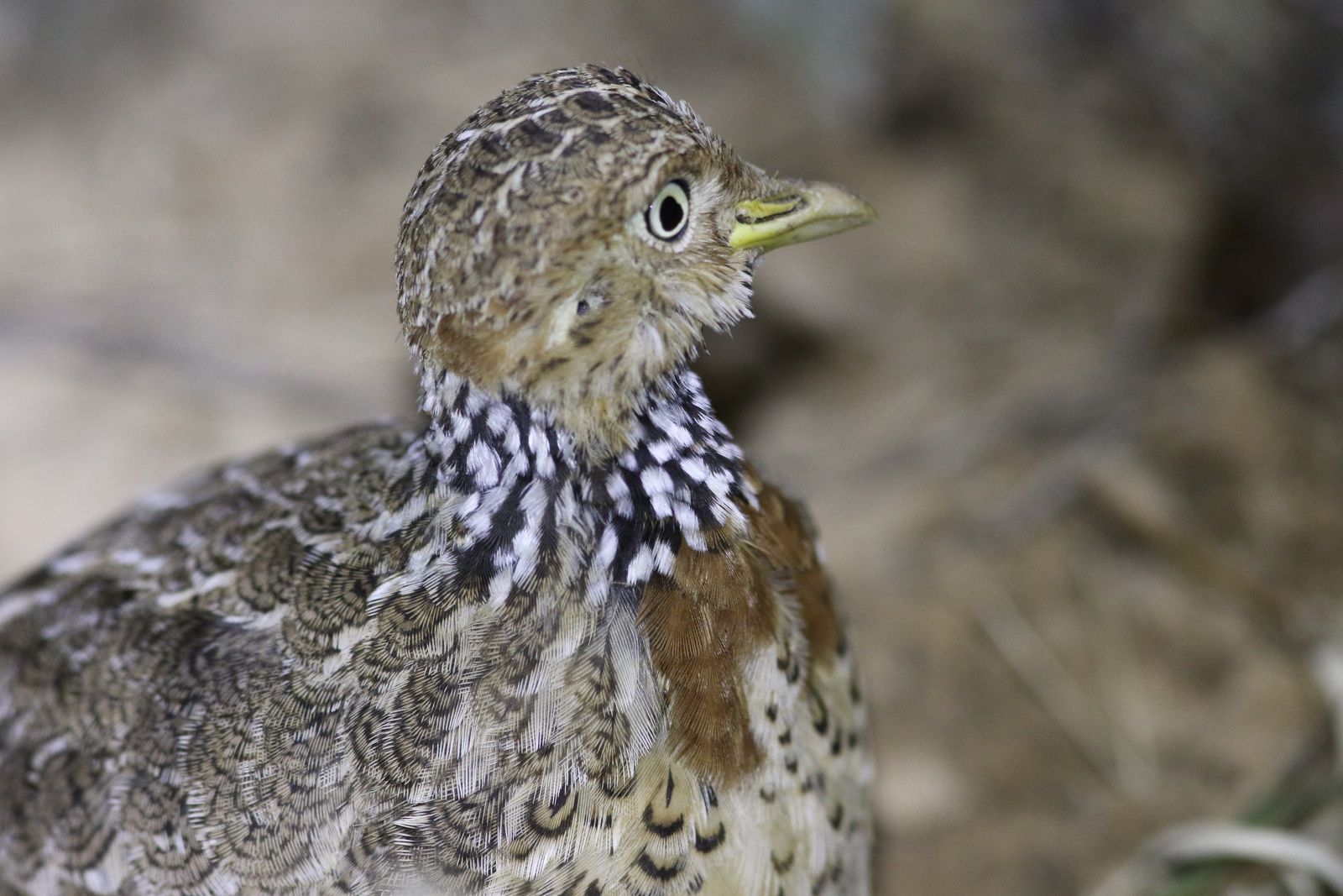 Rare bird spotted on outback cattle station for first time