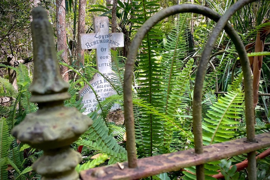 a cross headstone for a grave, surrounded by lush ferns 