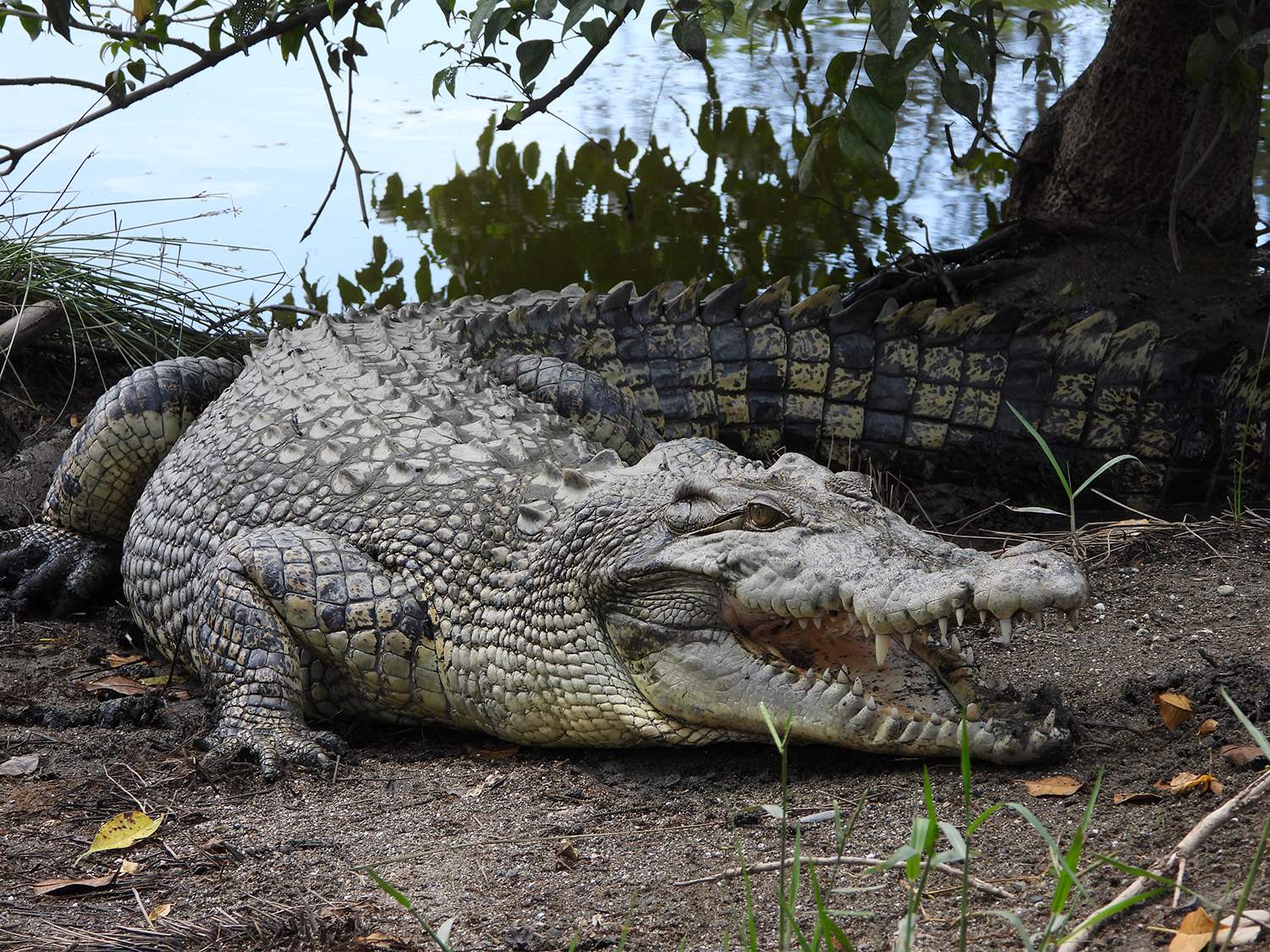 Морской гребнистый крокодил. Морской гребнистый крокодил. Гребнистый крокодил вьетнам. Гребнистый крокодил. Гребнистый крокодил 7 метров.