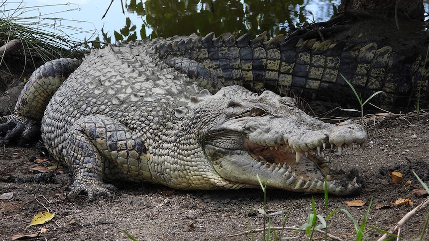 A crocodile lounges by a river