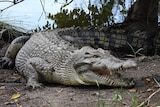 A crocodile lounges by a river