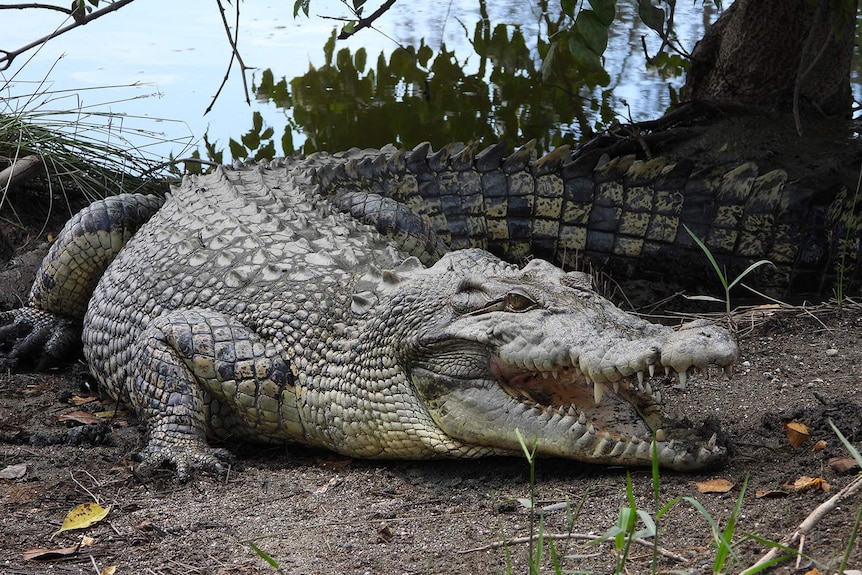 A crocodile lounges by a river