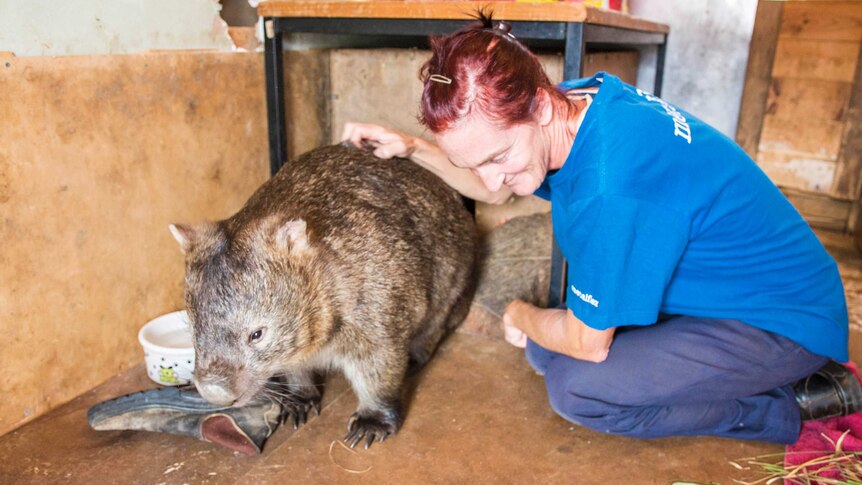 Donna Stephan with wombat Mama Bear