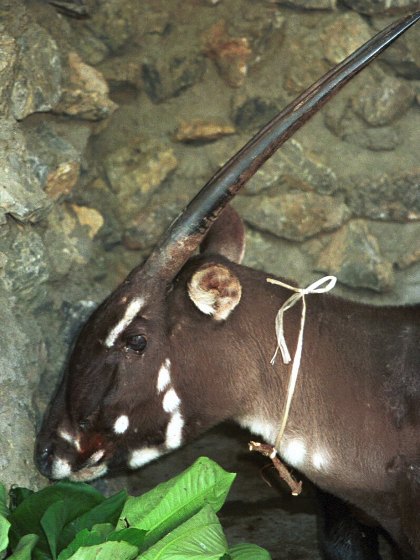 Female saola, also known as an 'Asian unicorn'