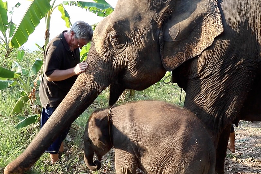 A man pats a full-grown elephant on its trunk. A baby elephant stands next to it in the foreground.