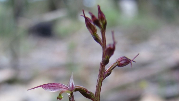 This is a picture of the mosquito orchid, a thin-stalked wildflower.