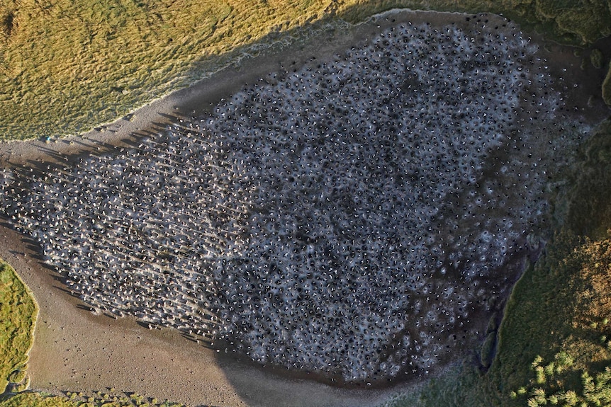 Penguin colony seen from the perspective of a drone